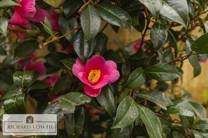 Beautiful Garden- click for photo gallery